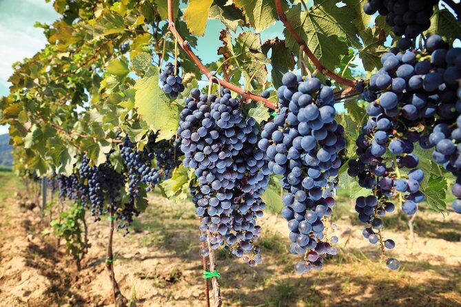 Livorno Shore Excursion: Chianti and Tuscany Countryside Private Wine Tour - What Makes This Tour Stand Out?
