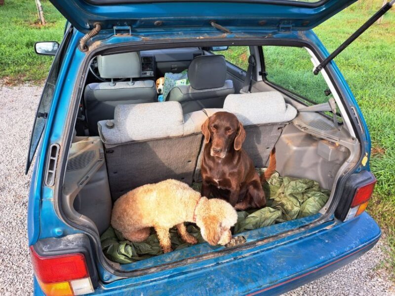 Ljubljana: Guided Truffle Hunting Tour with Hotel Transfers - Key Points