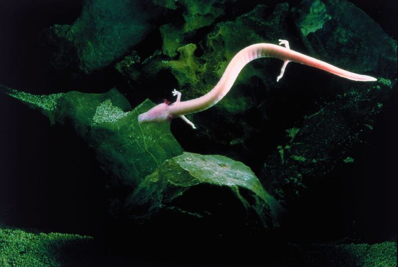 Ljubljana: Postojna Cave & Predjama Castle Tickets and Tour - Deep Dive into Each Stop