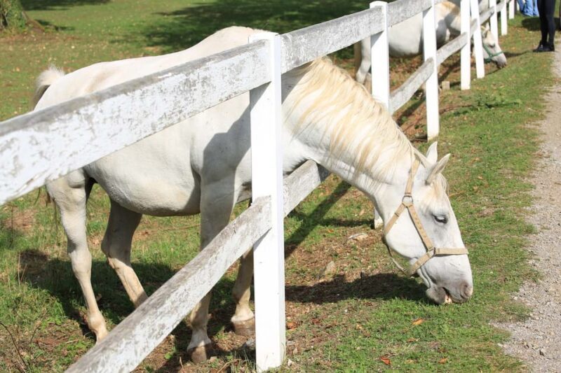 Ljubljana: UNESCO-Listed kocjan Caves and Piran Day Trip - The Bottom Line: Is This Tour Worth It?