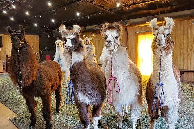 Llama Encounter at ShangriLlama Castle! - Arrival at ShangriLlama Castle and First Impressions