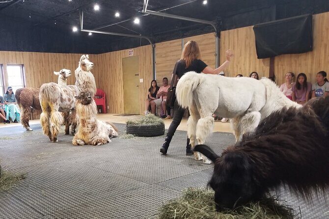 Llama Encounter at ShangriLlama Castle! - Meet the Royal Llamas and Learn Fascinating Facts