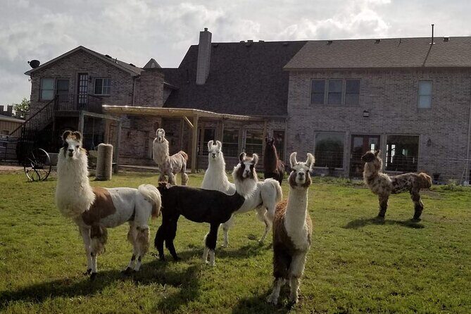 Llama Encounter at ShangriLlama Castle! - The Setting’s Impact on the Experience