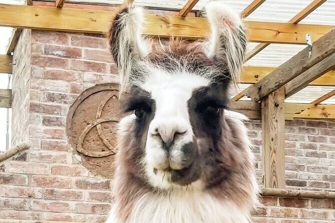 Llama Encounter at ShangriLlama Castle! - Duration and Group Size