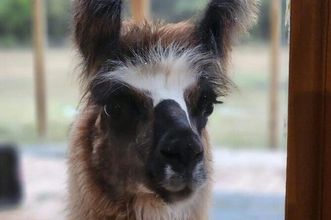 Llama Encounter at ShangriLlama Castle! - Cost and Value