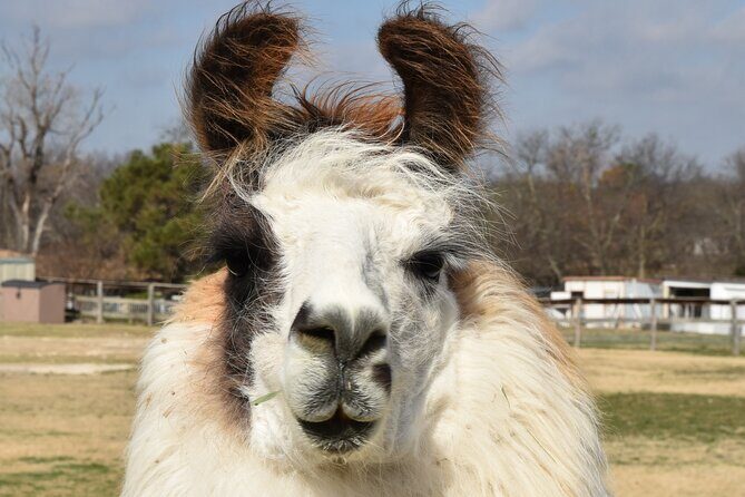 Llama Encounter at ShangriLlama Castle! - Accessibility and Suitability