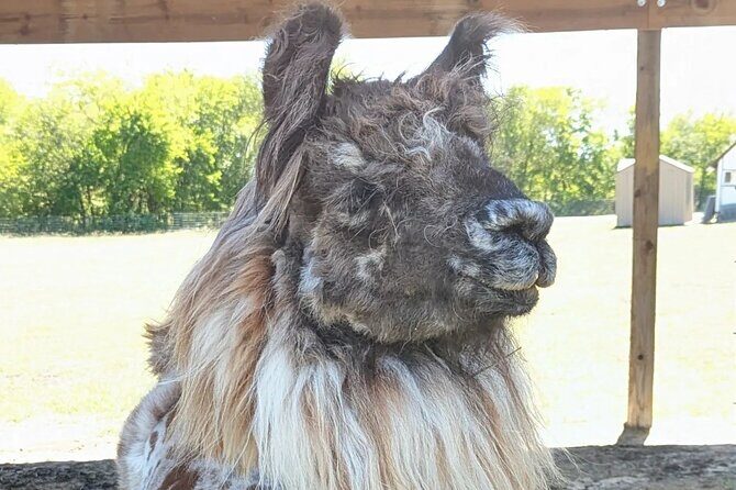Llama Encounter at ShangriLlama Castle! - Cancellation and Booking Flexibility