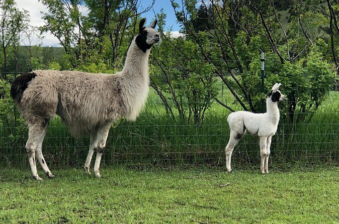 Llama Hike and Farm Tour - FAQ