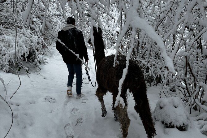 Llama hike with homemade, traditional cheese fondue - Why This Tour Offers Great Value