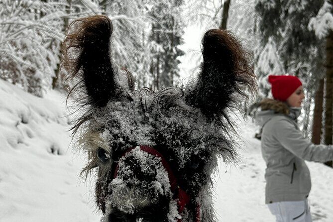 Llama hike with homemade, traditional cheese fondue - FAQ