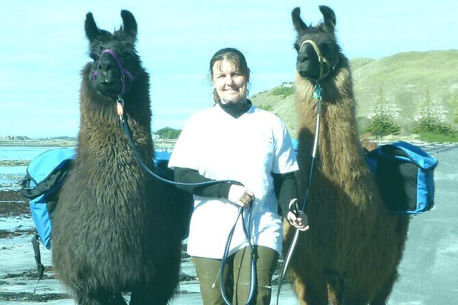 Llama Trek (Half-day) - Kaikoura Bay, Beaches & Seal Colony - Introducing the Llama Trek Experience in Kaikoura