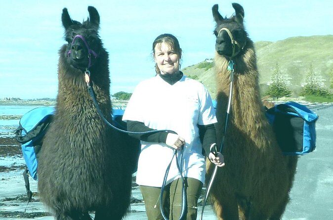 Llama Trek (Half-day) - Kaikoura Bay, Beaches & Seal Colony - Authentic Reviews from Past Travelers