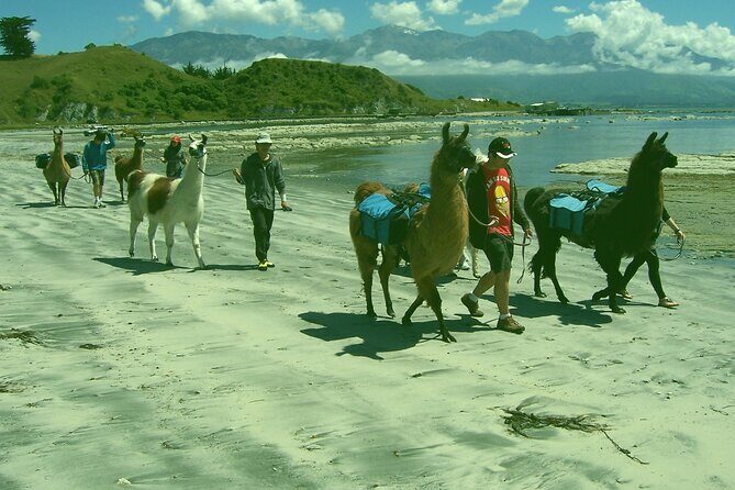 Llama Trek (Half-day) - Kaikoura Bay, Beaches & Seal Colony - FAQs
