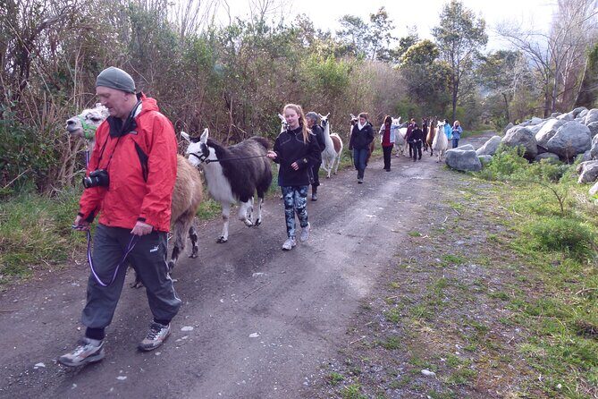 Llama Trek (Taster) - Kowhai River Valley and Native Woodland Tour - Discovering the Llama Trek experience