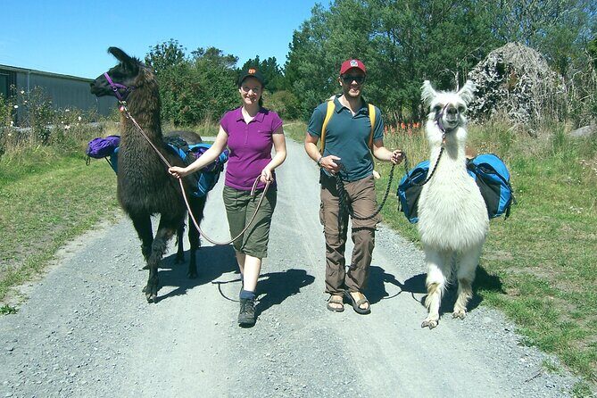 Llama Trek (Taster) - Kowhai River Valley and Native Woodland Tour - FAQ