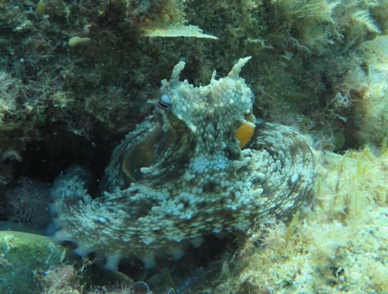 Lloret de Mar: Scuba Diving Experience no License Required - FAQ