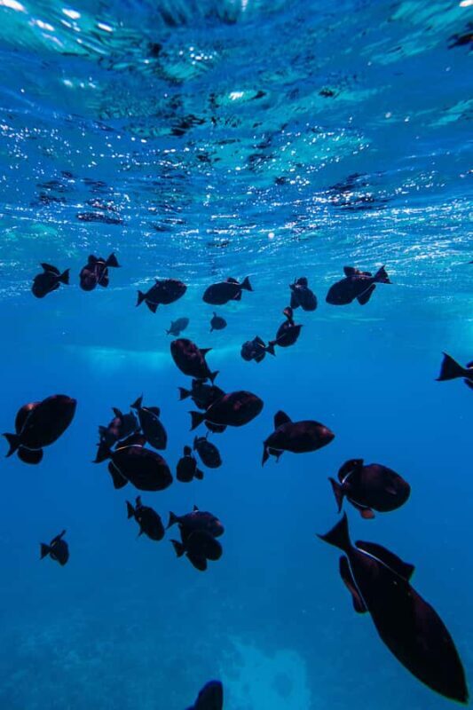 Lna'i Coast Snorkel & Sail from Lahaina - The Overall Experience: Relaxed, Informative, and Scenic