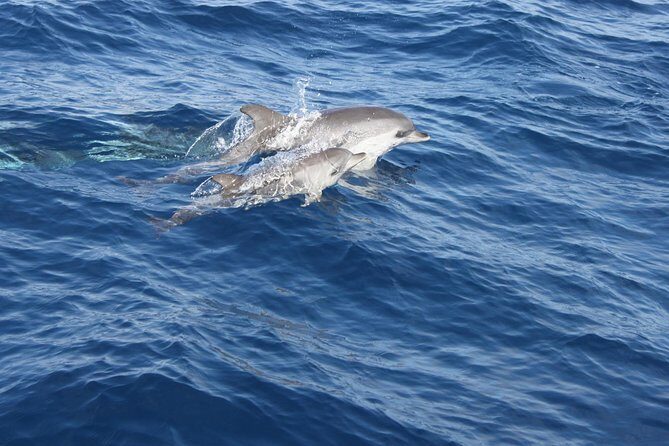 Lobos Island - The dolphin route - FAQ