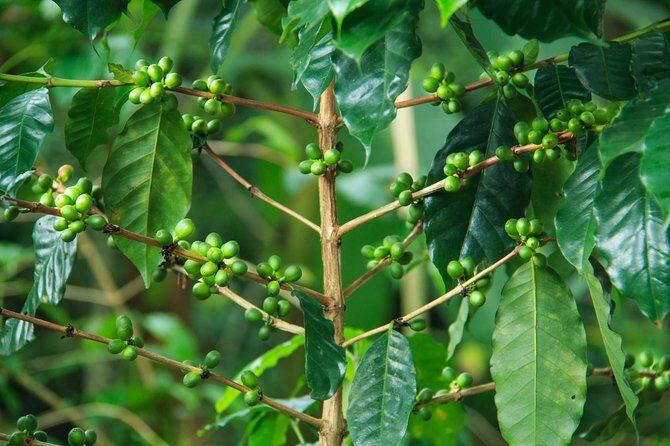 Local Coffee Tasting and Cultural Experience - An In-Depth Look at the Coffee and Cultural Tour