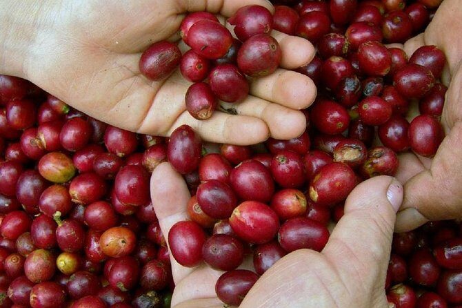 Local Coffee Tasting and Cultural Experience - FAQ