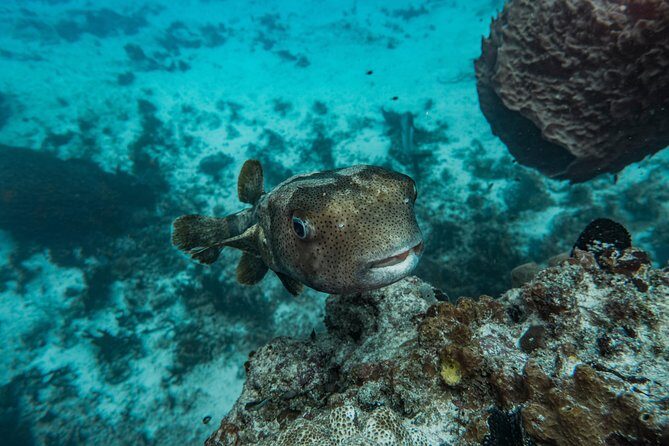 Local Dive in Playa del Carmen - Pricing and Value