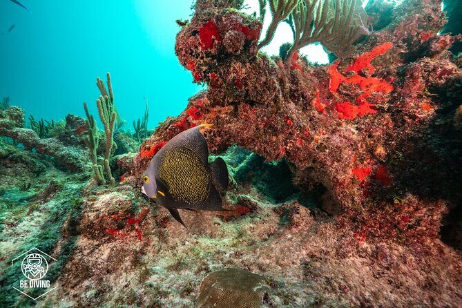 Local Dive in Playa del Carmen - Authentic Underwater Encounters and Community