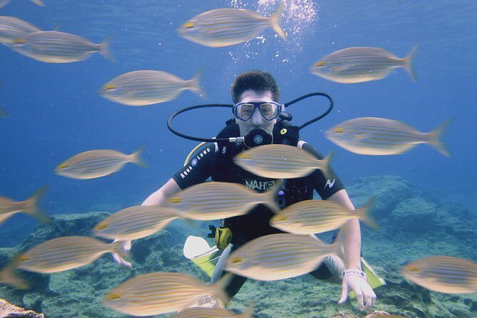 Local Guided Dives (for certified/licensed divers) - The Logistics: What to Expect