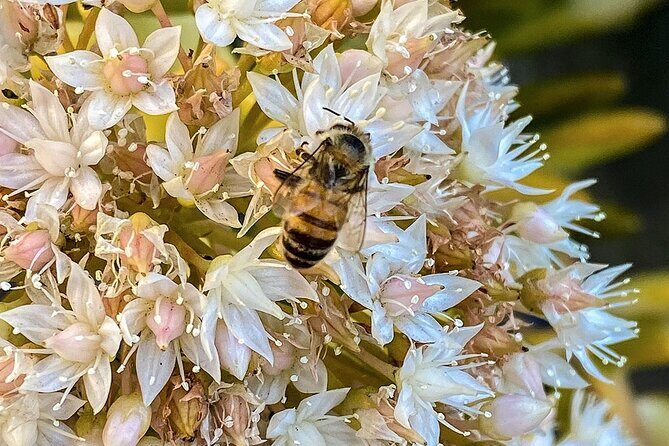 Local Honey-To-Table Tasting and Lunch Experience - Who Will Love This Tour?