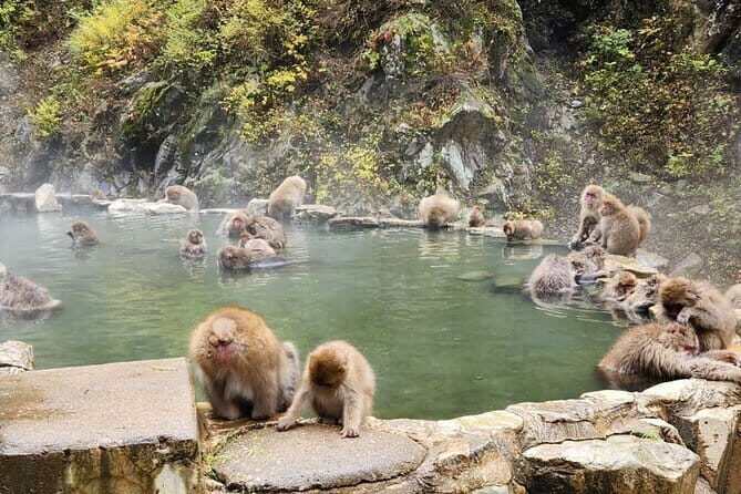 Local Private Tour to Jigokudani Snow Monkey Park - FAQ