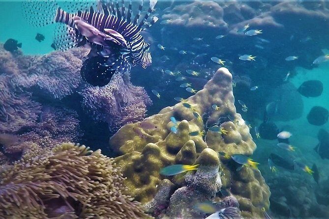 Local Reef Snorkelling and Deserted Beach - Exploring the Local Reef Snorkelling and Deserted Beach Tour in Khao Lak