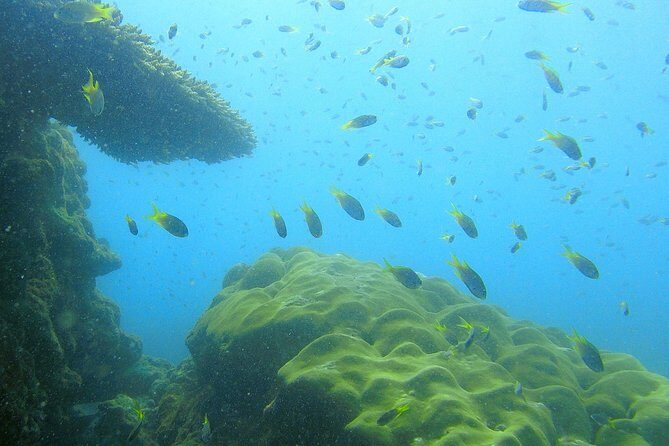 Local Reef Snorkelling and Deserted Beach - Authentic Insights from Reviewers