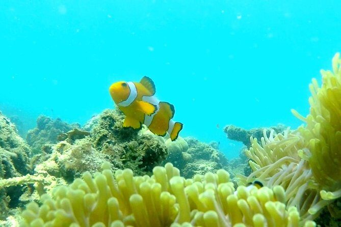 Local Reef Snorkelling and Deserted Beach - Who Should Consider This Tour?