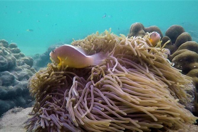 Local Reef Snorkelling and Deserted Beach - FAQs