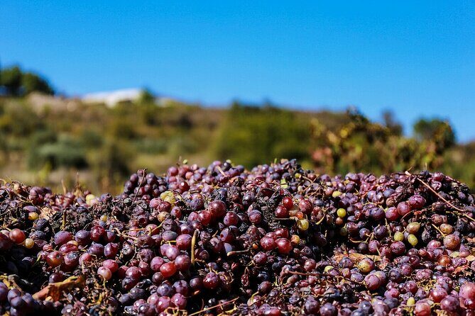 Local Wineries Tour with Wine Testing from Paphos - Final Thoughts