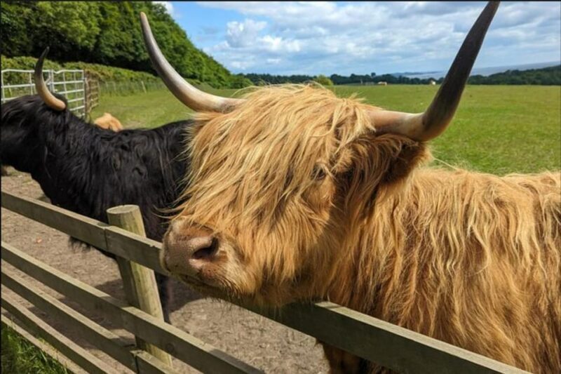 Loch Lomond Highland Cows Victorian Town Half-Day Tour - Price and Value Analysis