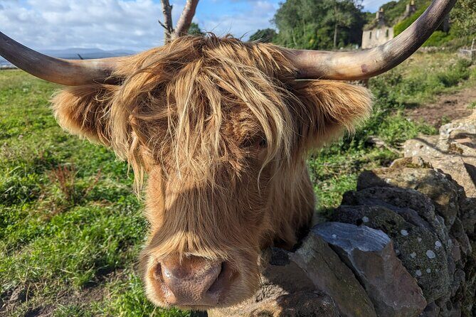Loch Lomond, Highland Cows, Victorian Town, Kelpies Half-Day Tour - An In-Depth Review of the Loch Lomond, Highland Cows, Victorian Town, Kelpies Half-Day Tour