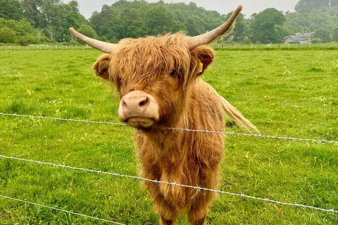 Loch Ness, Culloden, Clava and whisky/gin tour from Inverness. - Key Points