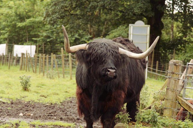 Loch Ness, Glencoe and The Scottish Highlands Tour from Edinburgh - Who is This Tour Best For?