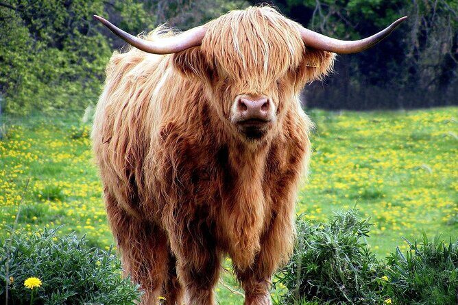 Loch Ness, Outlander and Highlands Private Chauffeur Tour from Inverness - The Sum Up