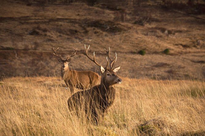 Loch Ness, Scottish Highlands, Glencoe and Pitlochry Tour - Review Highlights from Travelers