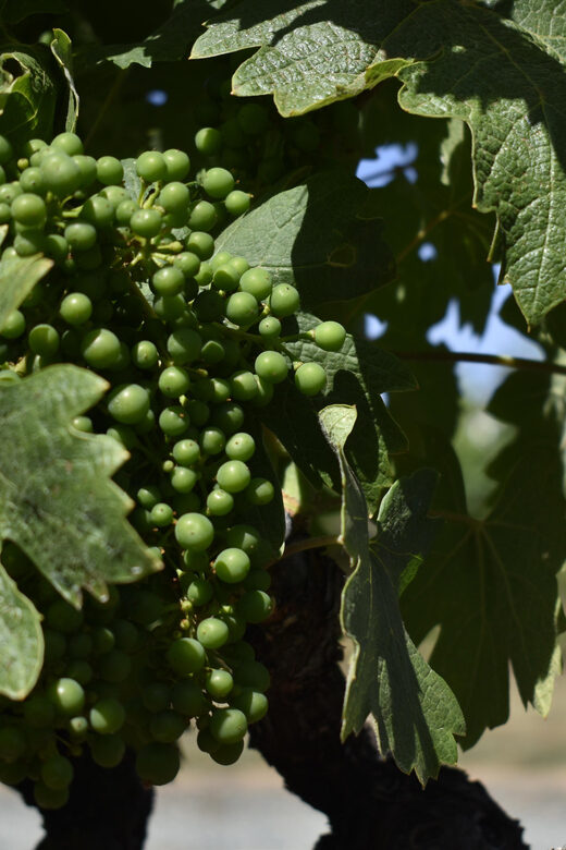 Lodi: Wine Tasting Tour Private Customized 1 -14 Group - What to Expect from Your Lodi Wine Tasting Experience