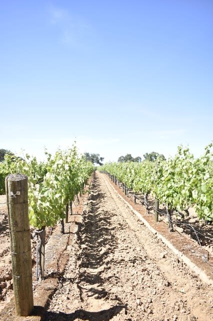 Lodi: Wine Tasting Tour Private Customized 1 -14 Group - Who Is This Tour Best For?