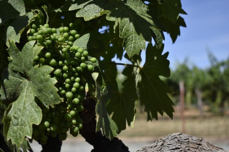 Lodi: Wine Tasting Tour Private Customized 1 -14 Group - Final Thoughts