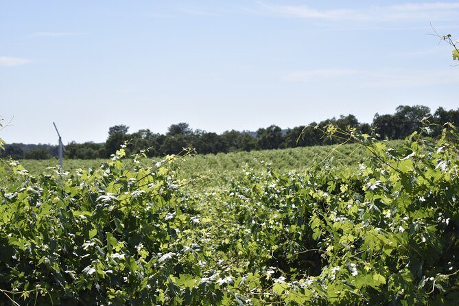 Lodi wine tasting tours Customized private 1 to 14 passenger - An In-Depth Look at the Lodi Wine Tasting Tour