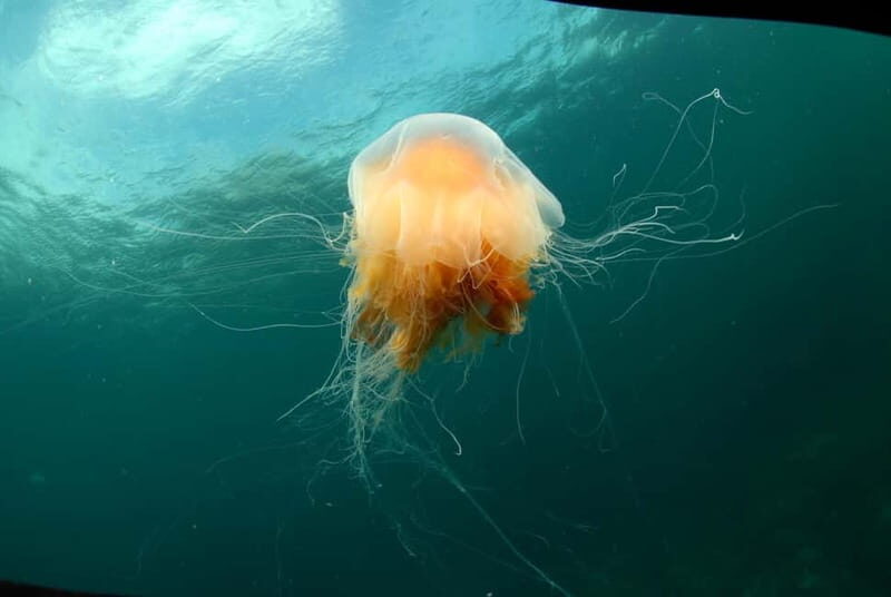 Lofoten: First Time Scuba Diving Experience - Key Points