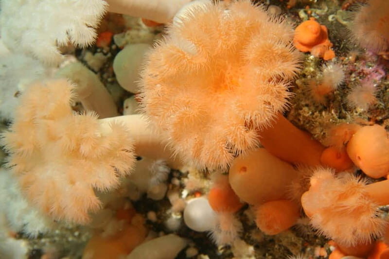 Lofoten: First Time Scuba Diving Experience - An In-Depth Look at the Experience