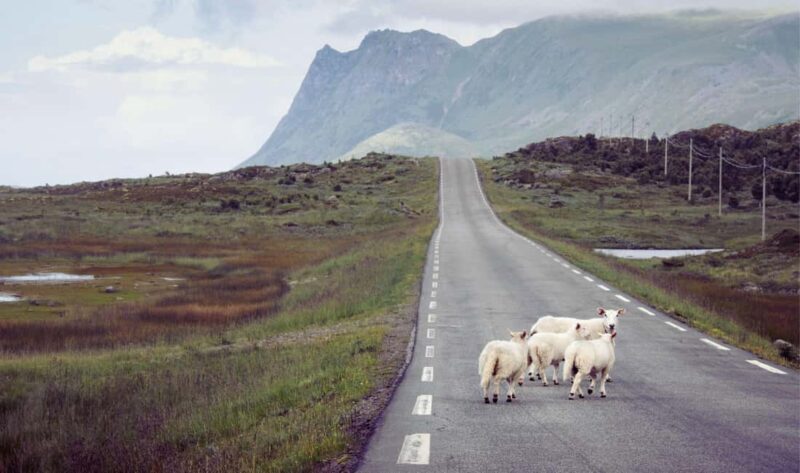Lofoten: Full-Day Tour with a Local Chinese-Speaking Guide - Who Should Consider This Tour?