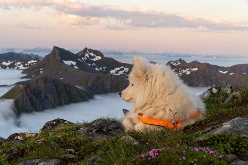 Lofoten Islands: Guided Hiking Into the Wilderness - Uphill - Final Thoughts: Is This Tour for You?