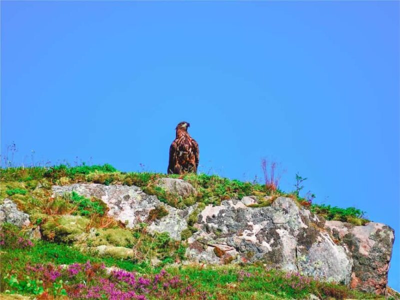 Lofoten: Sea Eagle Sunset Cruise - What to Expect on the Sea Eagle Sunset Cruise