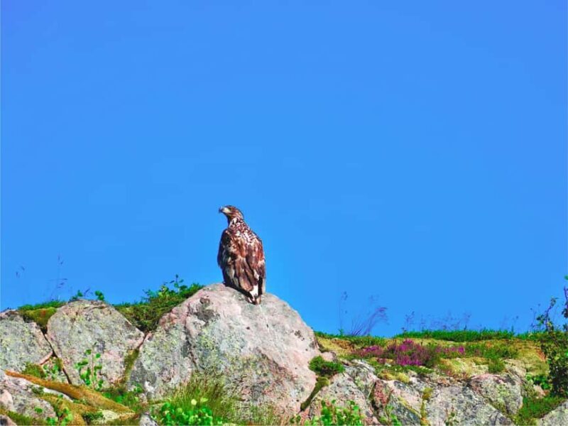 Lofoten: Sea Eagle Sunset Cruise - FAQ